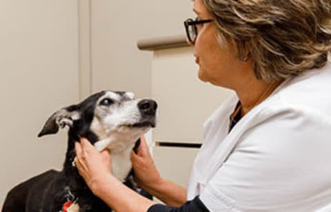Meet the Vets at Whites Road & Highway 2 Animal Hospital
