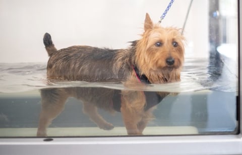 Rehabilitation Treatments & Services for Pets in Huntersville