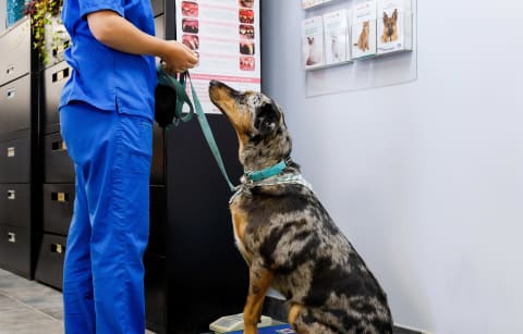 Wellness Exams & Vaccinations, Collingwood Vet