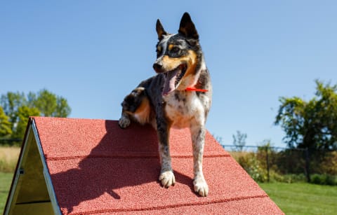 Dog & Cat Boarding in Collingwood, Ontario