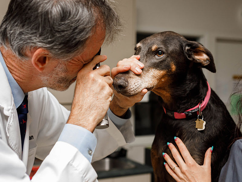 We offer a complete range of quality veterinary services.