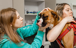 Comprehensive Veterinary Services