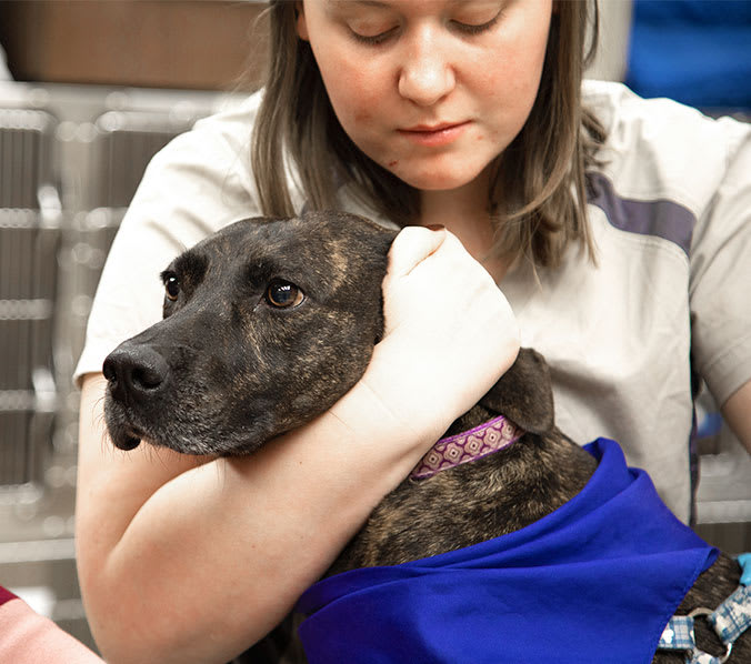 Veterinary Services in South Charlotte