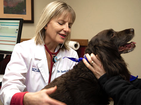 Routine Exams at Sharon Lakes Animal Hospital in South Charlotte