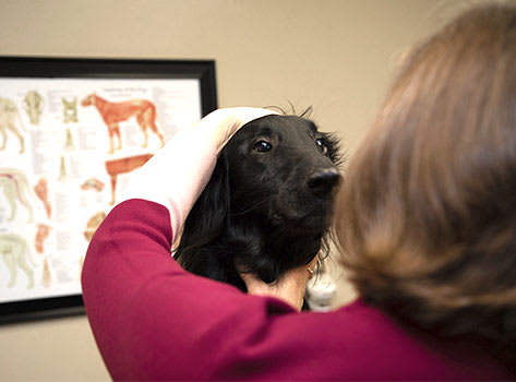 Routine Exams at Sharon Lakes Animal Hospital in South Charlotte