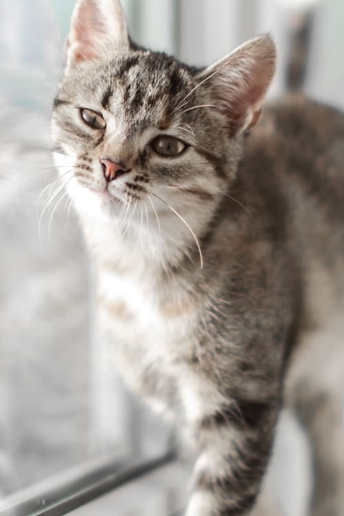 Puppy & Kitten Care | Clovis Veterinary