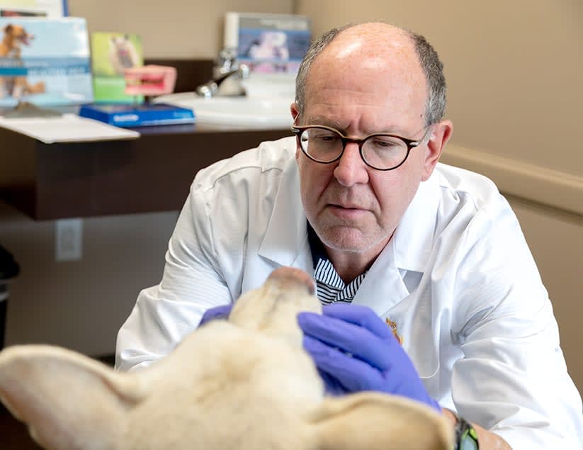 Veterinary Specialists, Little Rock Veterinarian