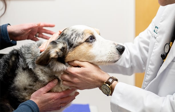 Preventive Care & Vaccinations for dogs and cats in Huntersville
