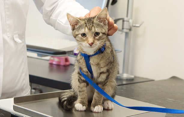 Feline Hyperthyroid Treatment at Huntersville Pet Hospital