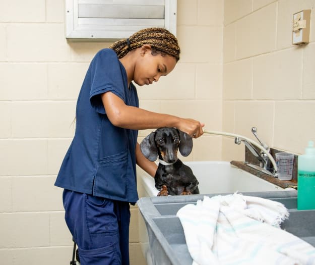 Friendly Animal Hospital Care Team