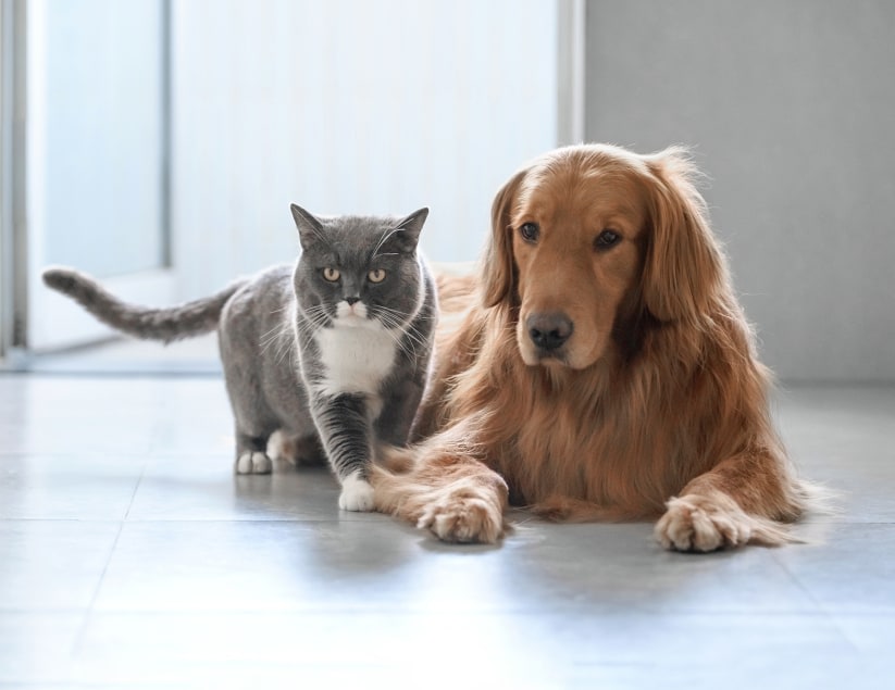 Free Exam for New Canine & Feline Patient, [SITEWIDE][LOCATI
