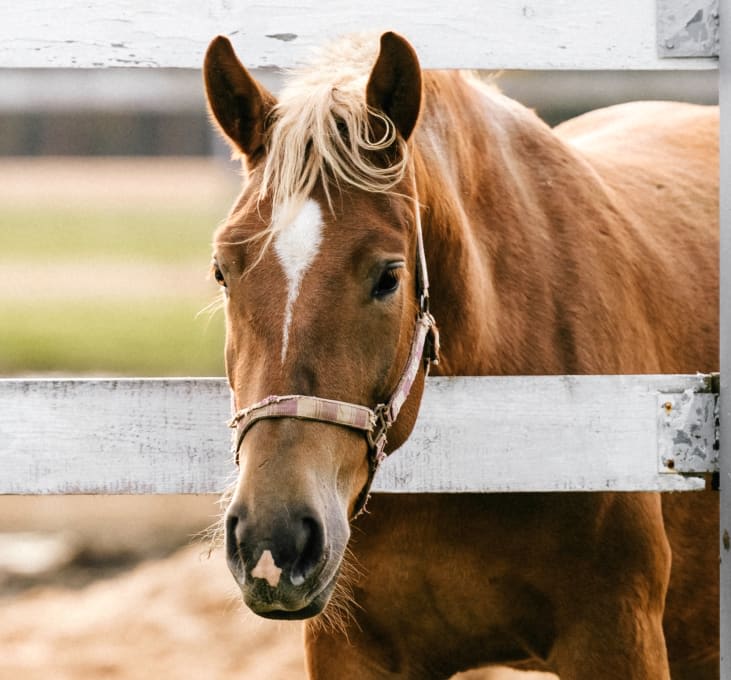 Equine Services, San Angelo