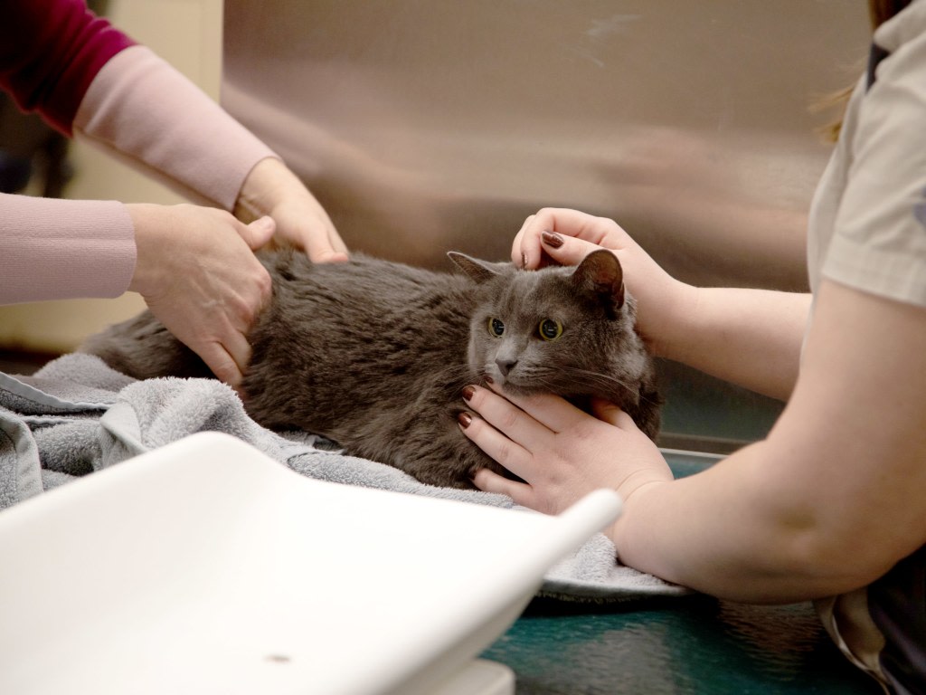 24/7 Emergency & Specialty Veterinary Care, Orange County