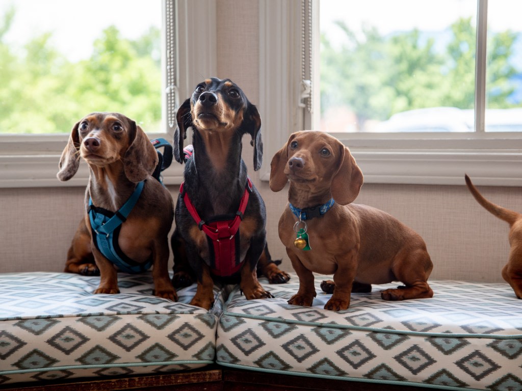 24/7 Emergency & Specialty Veterinary Care, Orange County