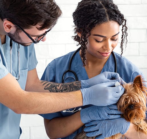 Veterinary Support Staff Jobs in the US