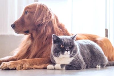 Wellness Packages For Dogs & Cats