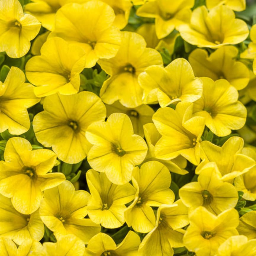 Calibrachoa Superbells® Yellow (Impr)