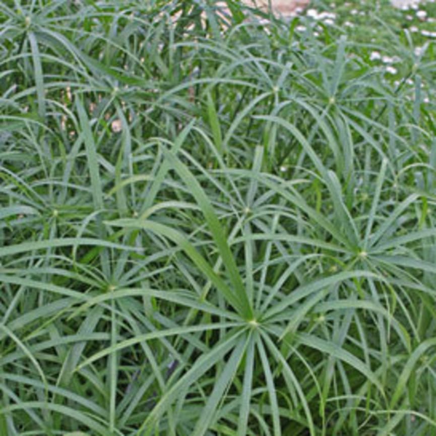 Graceful Grasses® Cyperus Involucratus Baby Tut™