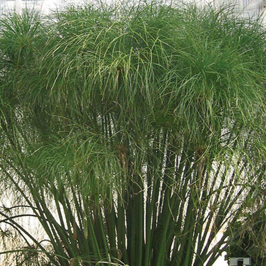 Graceful Grasses® Cyperus Papyrus King Tut®