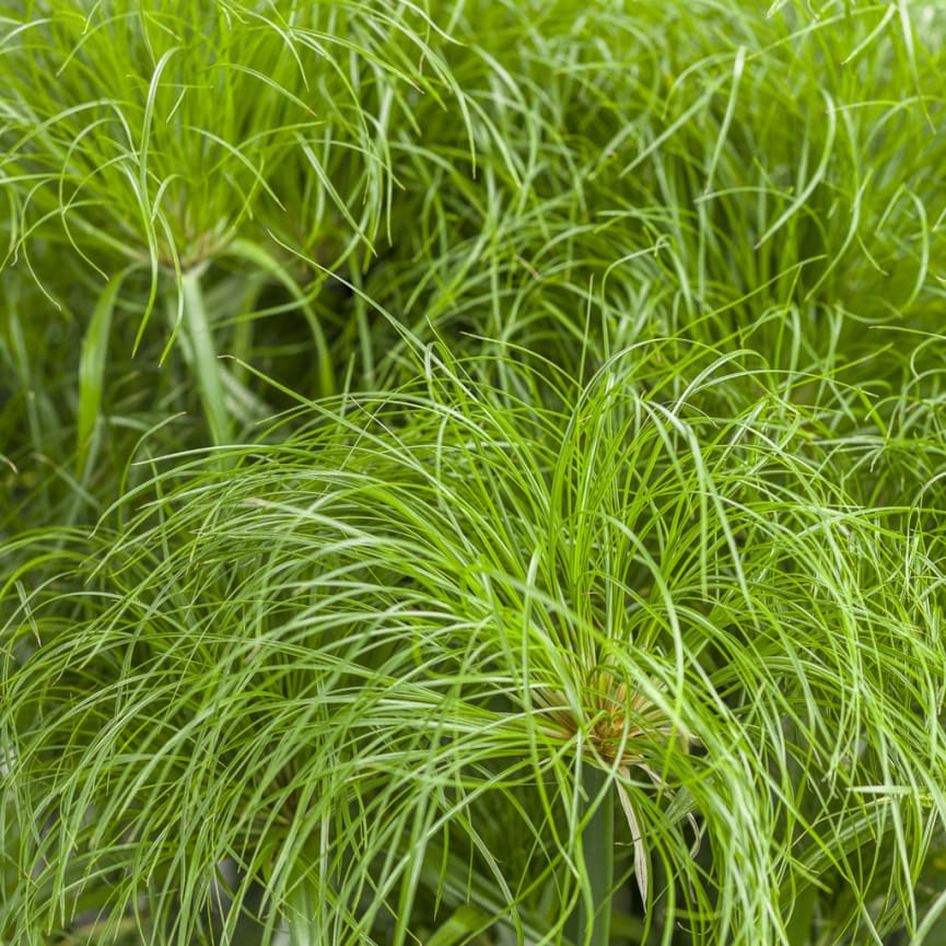 Graceful Grasses® Cyperus Papyrus Prince Tut™