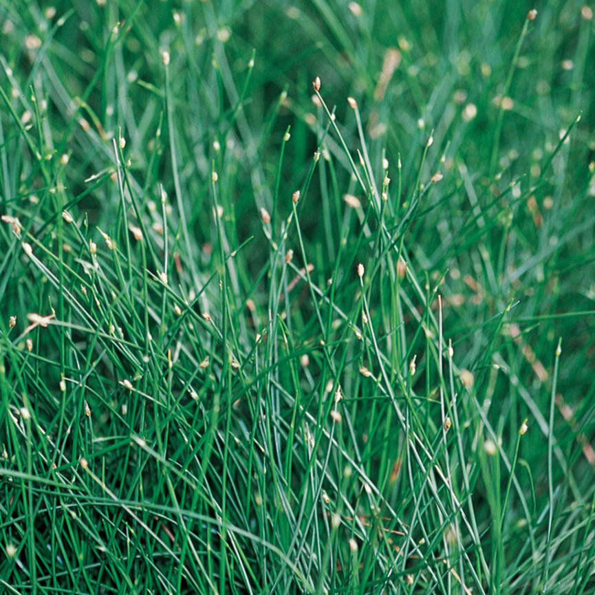 Graceful Grasses® Scirpus Fiber Optic