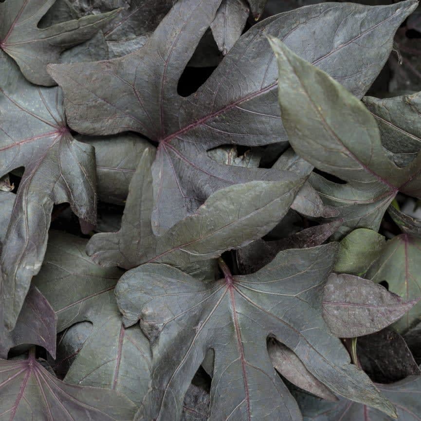 Ipomoea Blackie