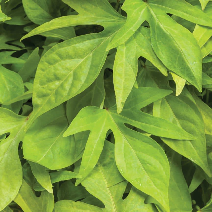 Ipomoea Sweet Caroline Kiwi