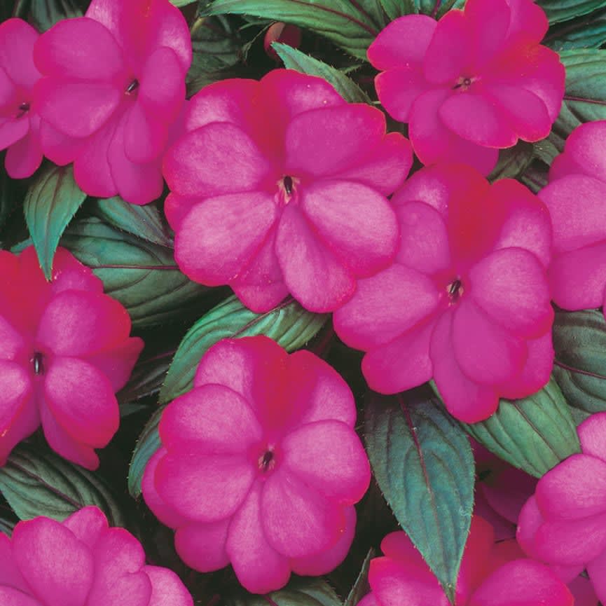 New Guinea Impatiens Infinity® Blushing Lilac