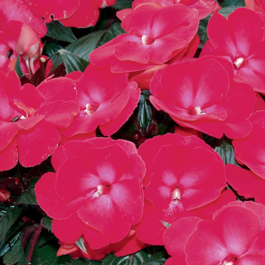 New Guinea Impatiens Infinity® Cherry Red
