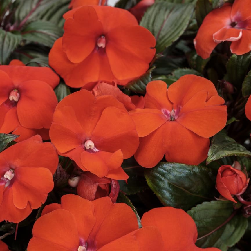 New Guinea Impatiens Infinity® Orange