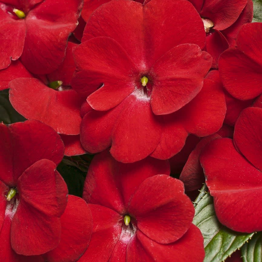 New Guinea Impatiens Infinity® Red
