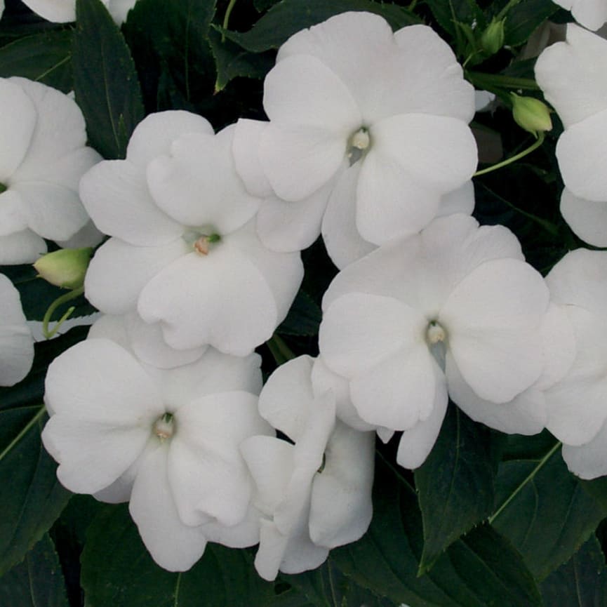 New Guinea Impatiens Infinity® White