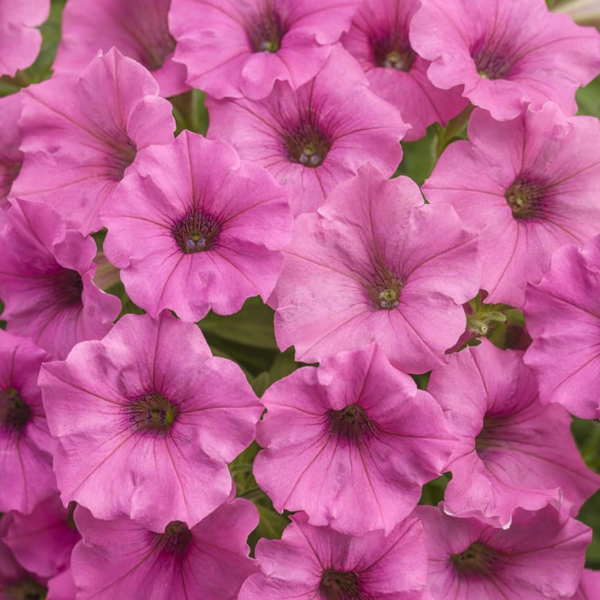 Petunia Supertunia® Mini Vista™ Hot Pink