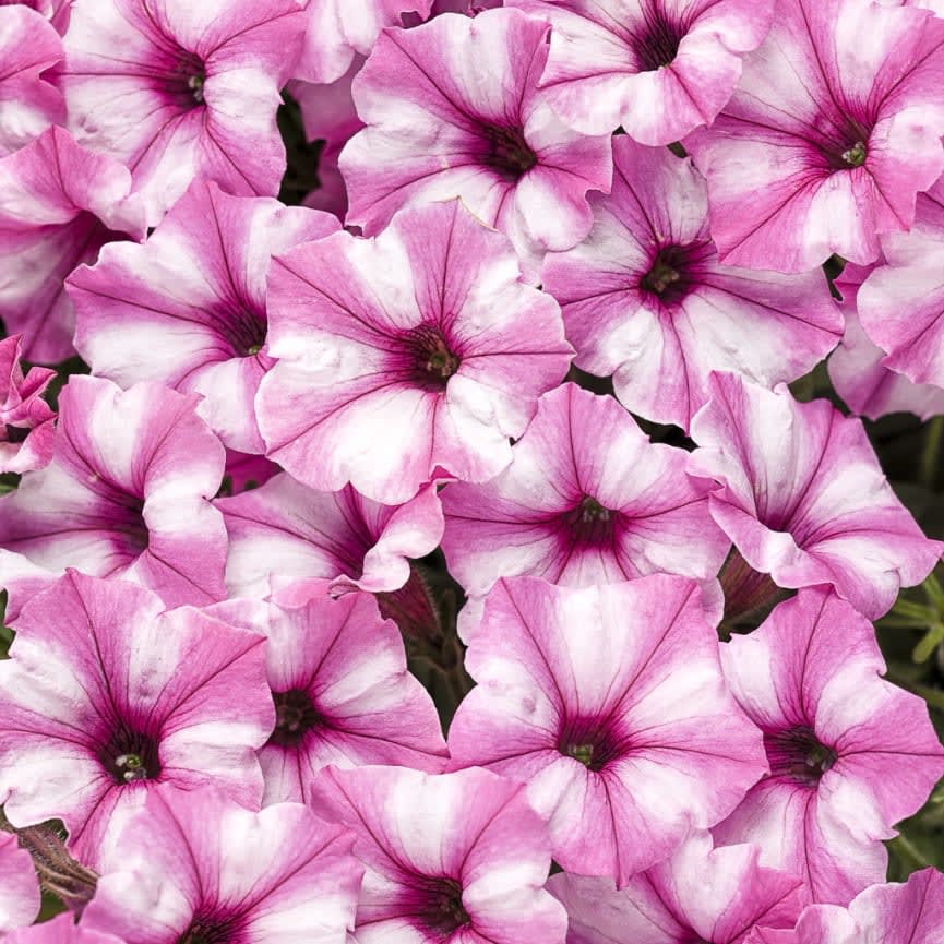 Petunia Supertunia® Mini Vista™ Pink Star 