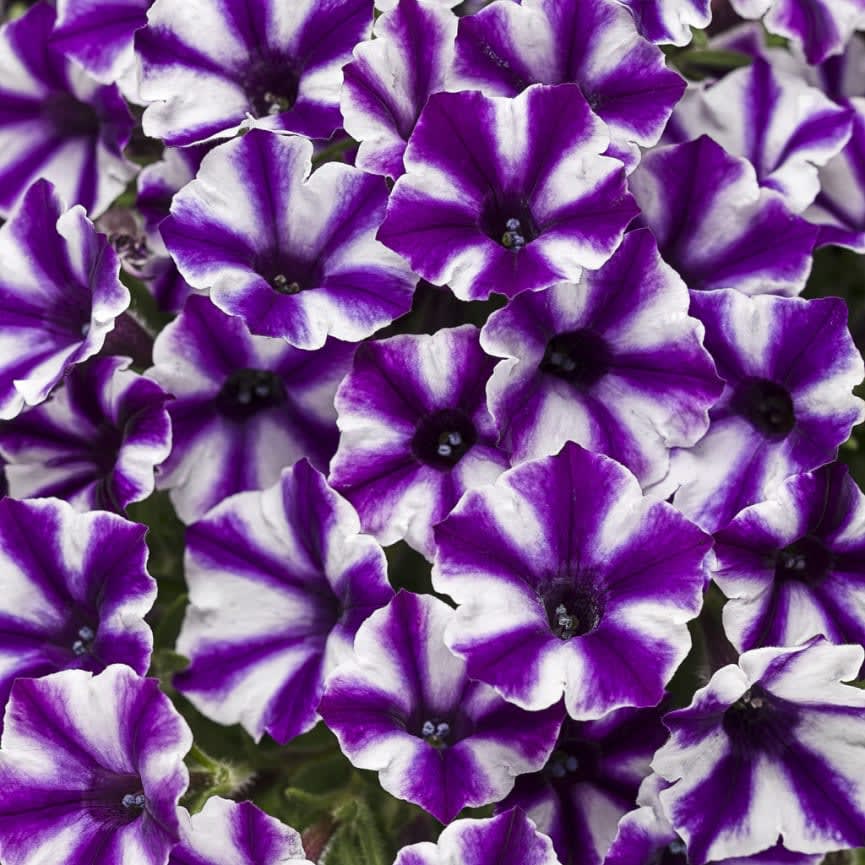 Petunia Supertunia® Mini Vista® Violet Star