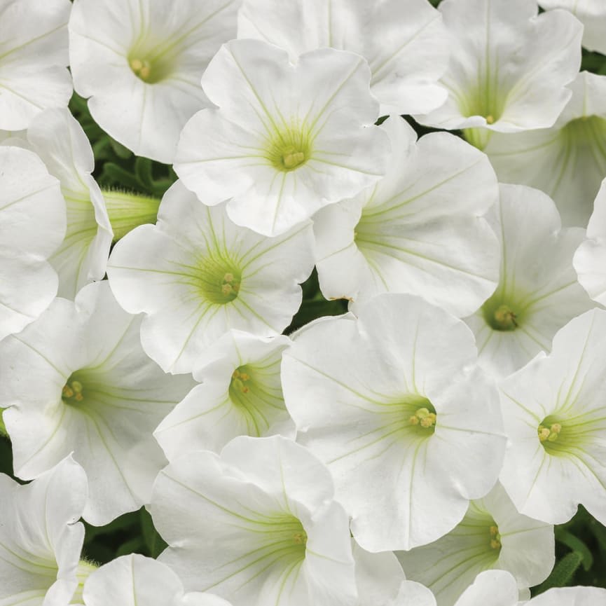 Petunia Supertunia® Mini Vista® White 