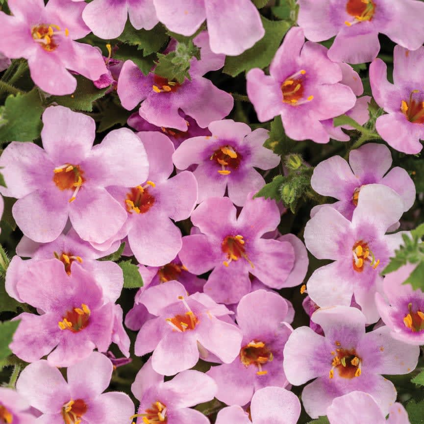 Sutera Snowstorm® Pink