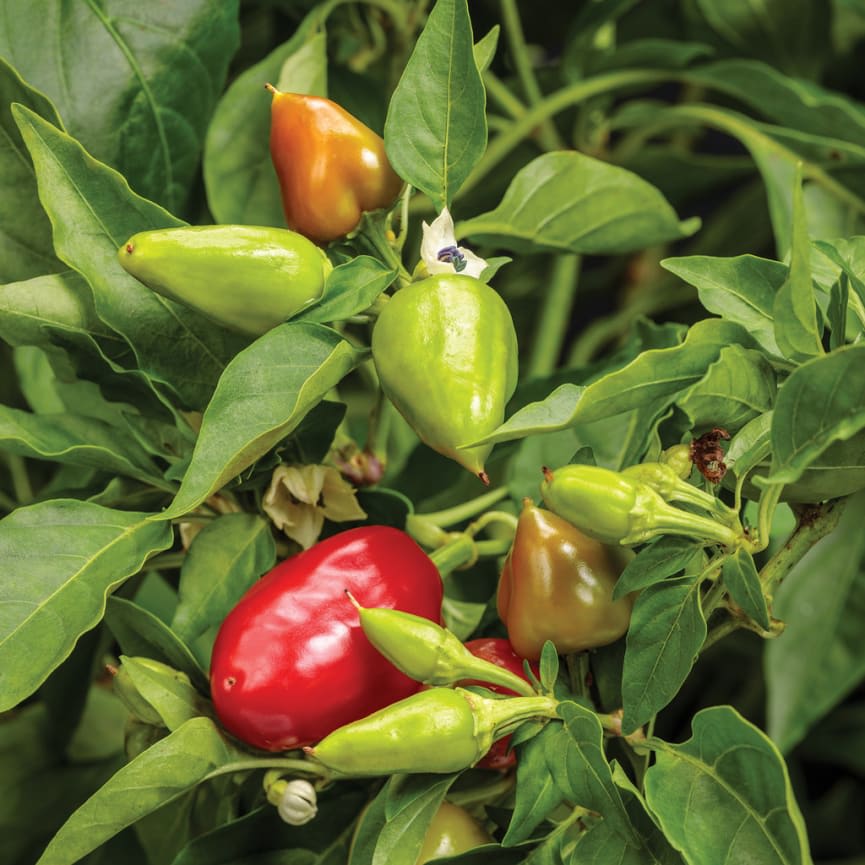 Capsicum Fire Away™ Hot and Heavy