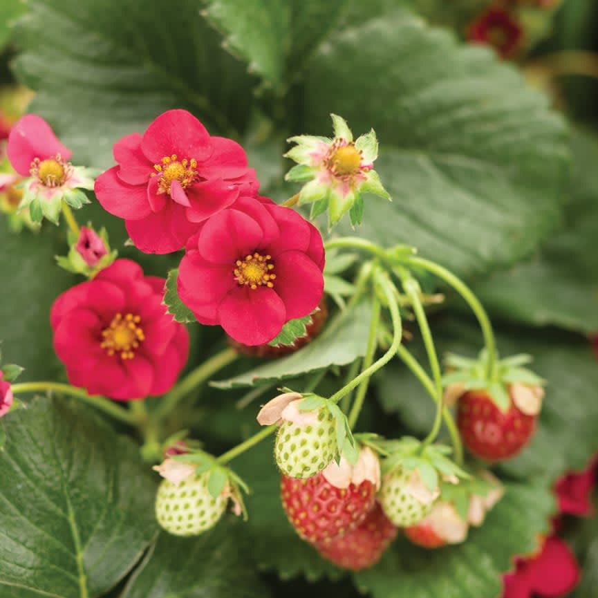 Strawberry Berried Treasure Red