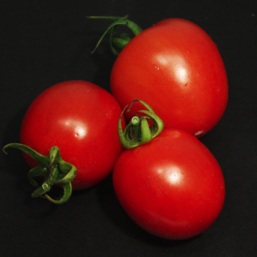 Tomato Garden Gem