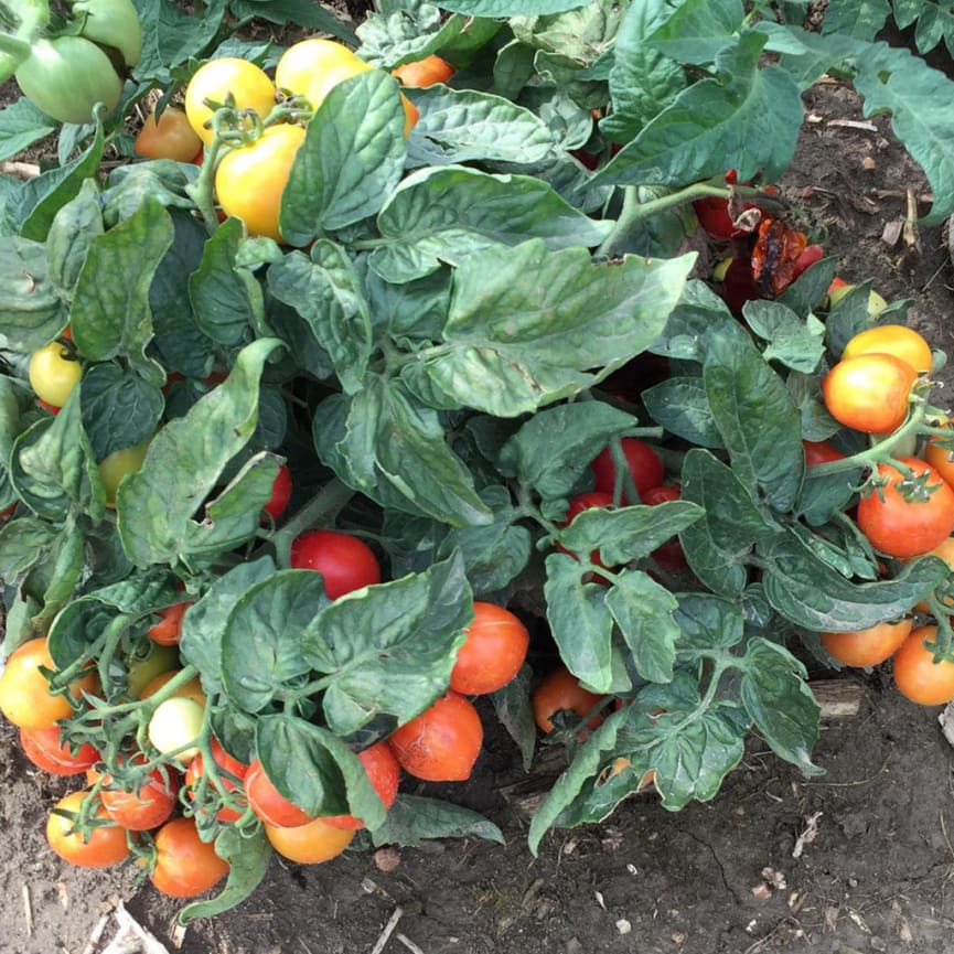 Tomato GoodHearted™