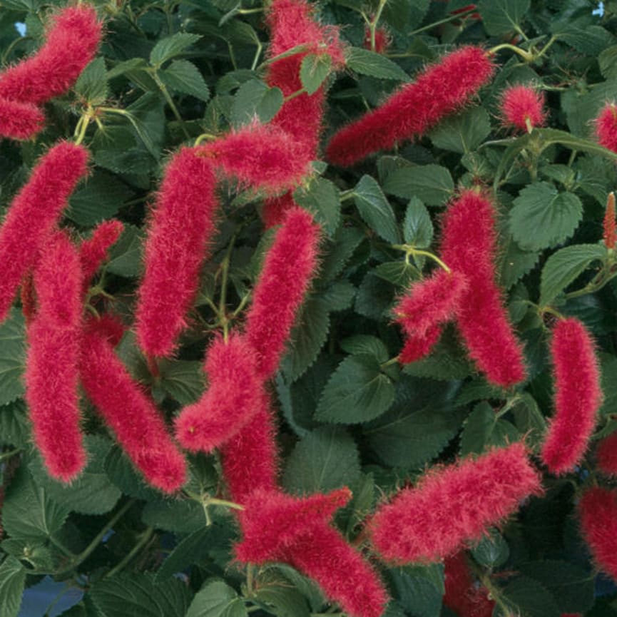 Acalypha Chenille