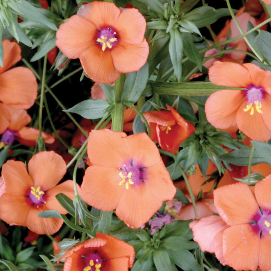 Anagallis Wildcat™ Mandarin (Orange)
