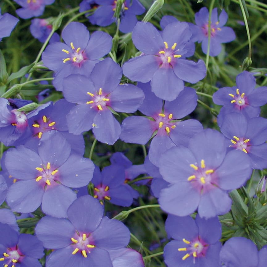 Anagallis Wildcat™ Blue