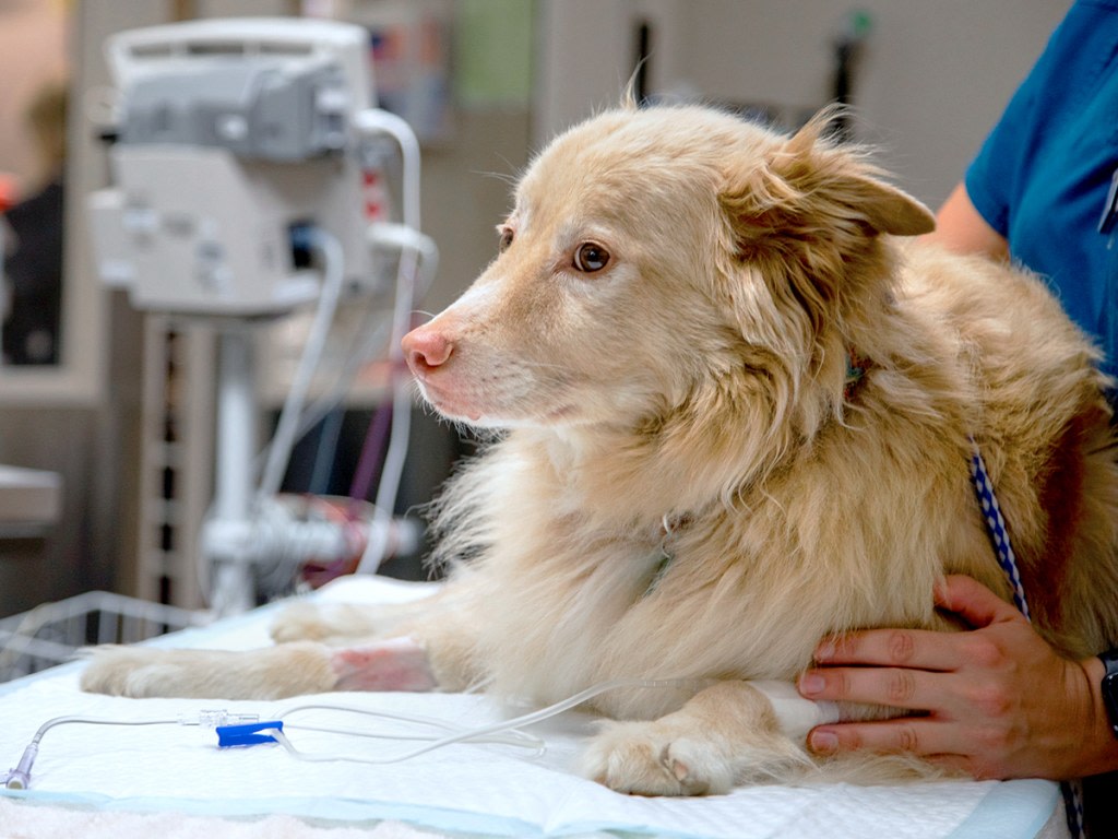 Veterinary Specialty Center of Tucson | Arizona Emergency Vets & Specialists