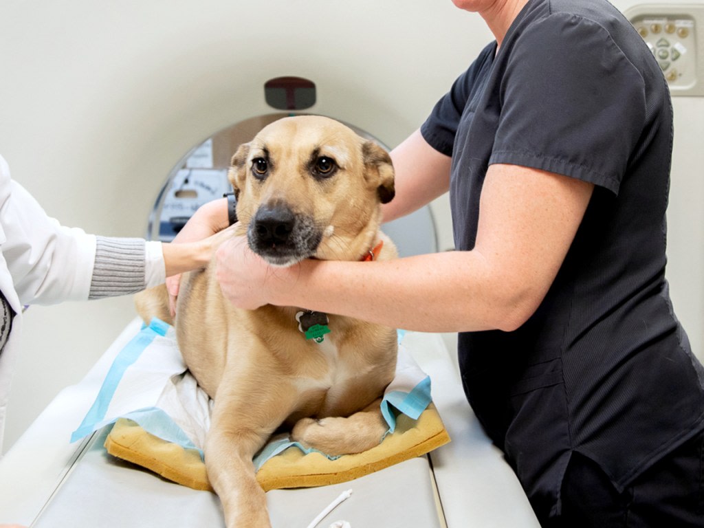 Pets V care Animal Hospital - Veterinary Specialty Center of Tucson | Emergency Vets & Specialists in  Arizona