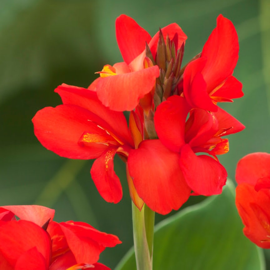 Toucan® Dark Orange