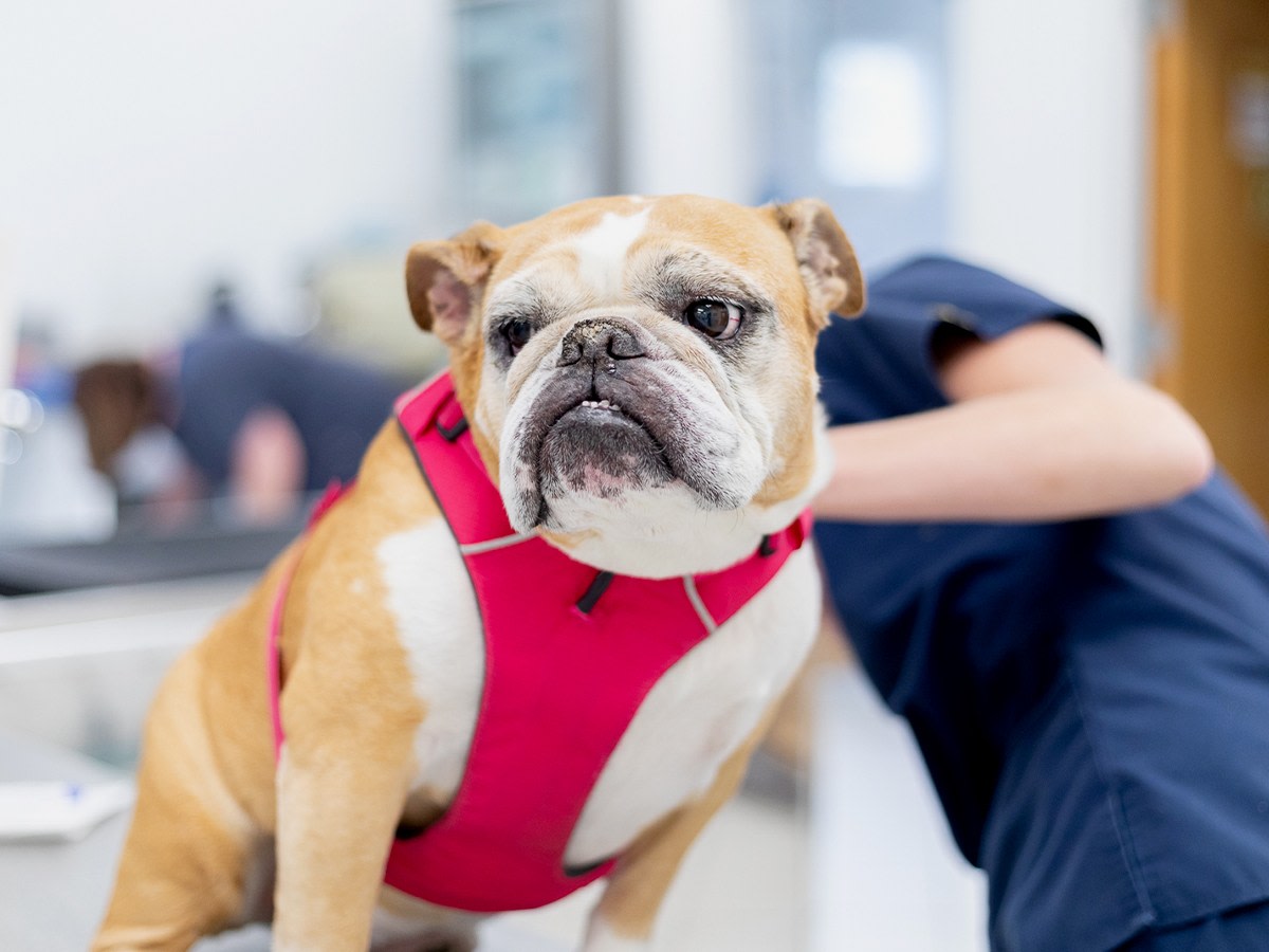Specialty & Emergency Veterinary Care, Baltimore