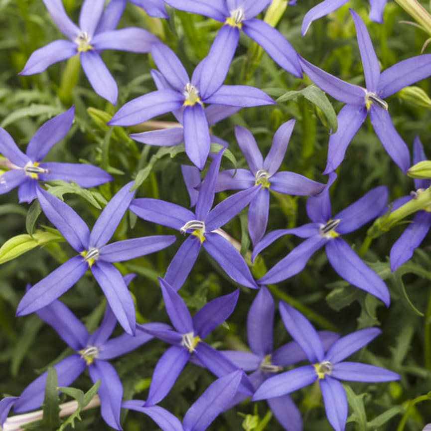 Beth's Blue®