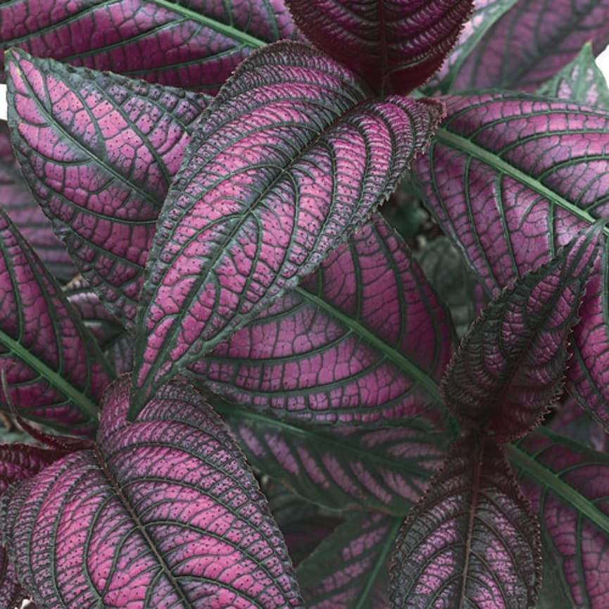Proven Selections® Strobilanthes® Persian Shield